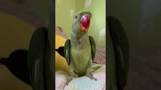 Talking Parrot 🦜funny youtubeshorts parrot ytshorts birds talkingbird shortsvideo ytshorts [upl. by Notlih]