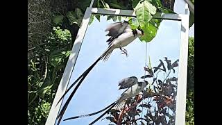 A pin tailed whydah checking itself out in a mirror [upl. by Eelam112]