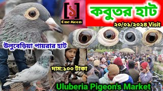 Uluberia pet market  Current Exotic Pigeons Price Update at Uluberia 20012024 Visit One Moon [upl. by Jestude257]