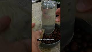 The journey with Bioplastic continues 😀👍🌿 sustainability hydroponics gardening [upl. by Engdahl]