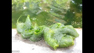 spirogyra green algae magnified under microscope to show cholorophyll cholroplast organelles [upl. by Llenrag]