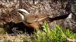 Greycrowned Babbler at Atkinson Dam [upl. by Ardnalahs]