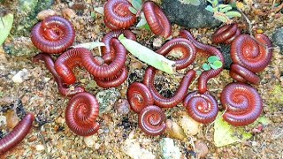 The Surprising Truth About Millipede and Snail Bait Nobody Tells You 3 [upl. by Atikel997]