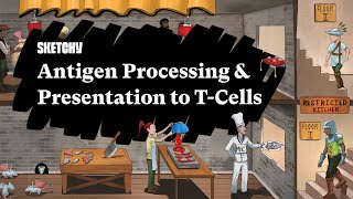 Understanding Antigen Processing amp TCell Presentation Part 1  Sketchy Medical  USMLE Step 1 [upl. by Bish]