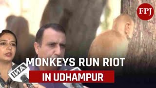 Monkey Rampage in Udhampur Locals Fear for Safety Amid Rising Incidentsquot [upl. by Cartie]