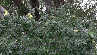 Parakeets eating myrtle berries [upl. by Ofella]