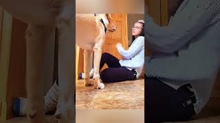 cat dog dogs cut cute love lovecats lovedogs funny virla viralvideo foryou foryoupage [upl. by Etta124]