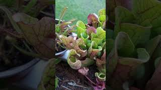 sarracenia carnivorousplants purpurea [upl. by Erland]