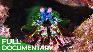 World of the Wild  Episode 3 The Great Barrier Reef  Free Documentary Nature [upl. by Ainak]