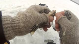 Burtis Bay Perch Ice Fishing Chautauqua Lake [upl. by Zuckerman858]