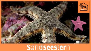 Wie halte ich Sandgrabende Seesterne im Meerwassaquarium [upl. by Aistek]