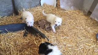 Kugalmondors Kuvasz Kangal Komondor mix  puppies after 4 weeks [upl. by Lucrece]