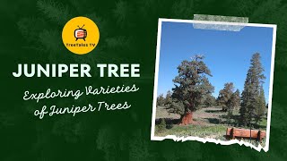 Juniper Trees Unveiled Delve into Their Secrets on Tree Tales TV  Nature Exploration [upl. by Lennon]