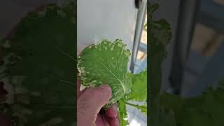 Whats wrong with my plant Heat Stress in Vertical Hydroponic Grow Tower [upl. by Eibrad781]