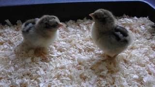 Silver Barnevelder chicks [upl. by Nwahsuq316]