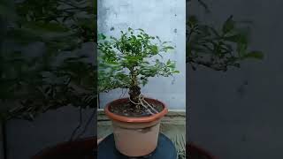 Vitex Parviflora Tugas Bato from cuttings update [upl. by Imef]