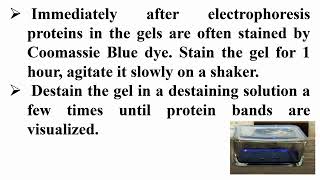 Steps of Stain and Destain SDSPAGE Gel by Coomassie Blue Dye [upl. by Rehpotsihrc]