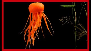 Vegetable carving animals carving jellyfish with carrot [upl. by Sivar]