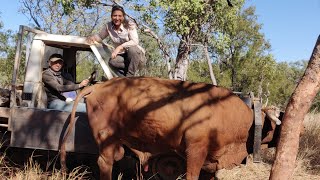 What its like to work on a cattlestation in the NT  Bullcatching bullriding and all the crazyness [upl. by Shirlene]