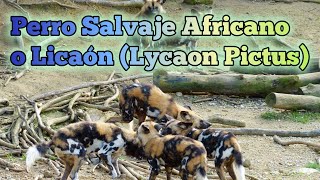 Conoce todo sobre el Licaón el perro salvaje africano Lycaon pictus  SafariPix [upl. by Dall]