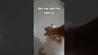 dogos doglover cuteanimals pets funnydoggos funny mom love [upl. by Nnair386]