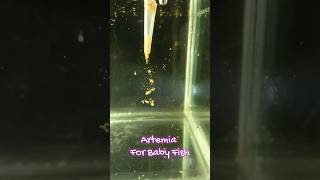 Best Artemia Hatching method for Baby Fish Fry 😍😍 [upl. by Alue]