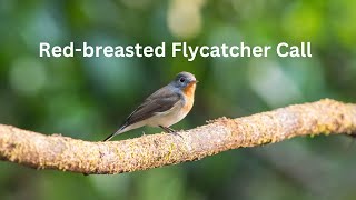 Redbreasted Flycatcher Call  Bird Call  Flycatcher call [upl. by Sorkin]