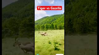 Tiger vs Gazelle Tazama vita kali ya swala na Chui🔥shorts subscribe [upl. by Ecinev]