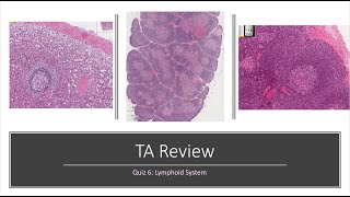 Histology Basics TA Review Lymphoid System [upl. by Eidarb]