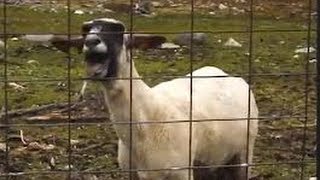 Screaming Goat Hornbach Commercial 2013 [upl. by Entsirhc]