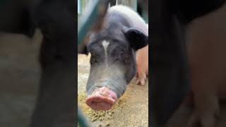 I have become a professional pig farmer I started raising pigs The confusing behavior of anima [upl. by Rainah]