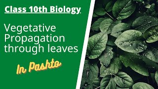 Vegetative Propagation through leaves  Pashto  Home of biology [upl. by Ylhsa]