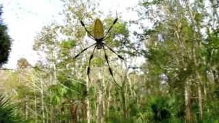 Nephila clavipes [upl. by Areek]