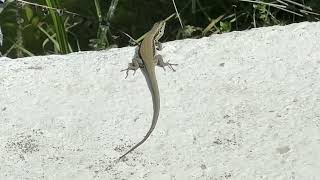 TROODOS LIZARDS in CYPRUS [upl. by Dabney106]