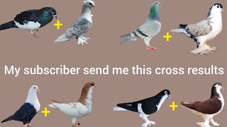 my friends pigeon cross breed result [upl. by Rasia]