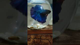 Betta fish aquarius bettafish [upl. by Lledner]