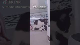 Marvin has a rootie tootie stinky bootie 😅 cat catlover cats kitten pets catvideos [upl. by Gnouhk]