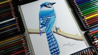 Como Dibujar El Arrendajo Azul  MarceloDraw [upl. by Otrebilif]