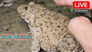 Catching frog funny  boing boing catching froggy make fun🐸 [upl. by Yejus]