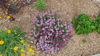 Sweet Alyssum Lobularia maritima is a Beautiful Drought Tolerant Annual [upl. by Rramahs]