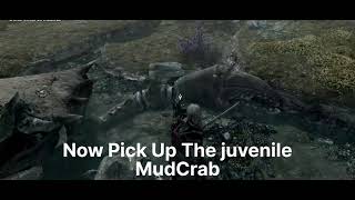 How To Get The Juvenile Mudcrab In Skyrim [upl. by Alahc562]