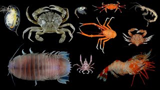 Facts Crustaceans [upl. by Hogen]