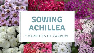 How To Sow Achillea  Yarrow  7 Varieties I am Sowing This Year [upl. by Montanez]