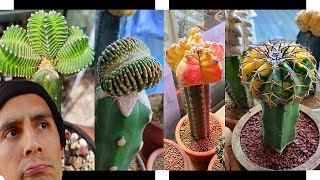 🏆Mejores Cactus para PIE DE INJERTO portainjerto bases pies injertos compatibles patrones injertar 🎖 [upl. by Rennob]