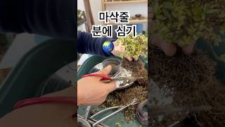 마삭줄  화분에 심기🍀4838🍀👍🏻⭐️ 분재 bonsai 盆栽 지광원 백석문화대학교 이광수 대한민국나무No1 worldtourbonsai🌳⛳️🌏 [upl. by Assilanna]