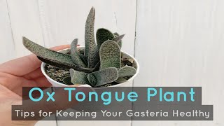 Ox Tongue Plant Tips for Keeping Your Gasteria Healthy [upl. by Stevenson83]