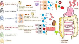 ESCHERICHIA COLI E COLI  PROF ALEXANDRE FUNCK [upl. by Perri]