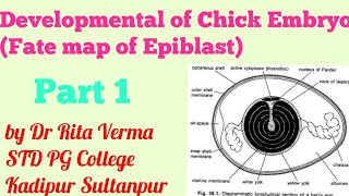 Development of Chick Embryo Part 1 Cleavage and Blastulation Fate map of Epiblast for BSc MSc NEET [upl. by Aset]