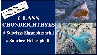 Class Chondrichthyes Subclass Elasmobranchii amp Holocephali BSBSc MSc Miller amp Harley [upl. by Yraunaj]