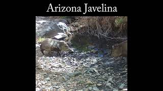 Javelina clacking teeth wildlife nature javelina [upl. by Justina]